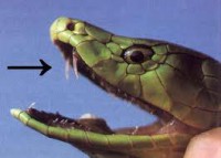 definicion serpientes