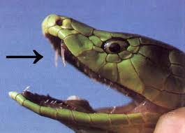 definicion serpientes